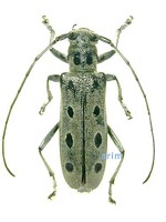 만주팔점긴하늘소 - Saperda mandschukuoensis