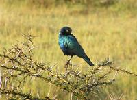 Lesser blue-earned glossy starling (Lamprotornis chloropterus) sits on thorn bush