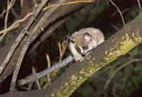 Lesser Bushbaby (Galago moholi) AKA South African Lesser Bushbaby