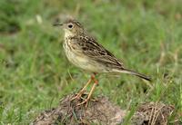 *NEW* Yellowish Pipit