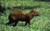 Agouti, Dasyprocta punctata