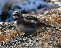 Horned Lark March 06