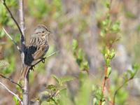 Lincoln's Sparrow