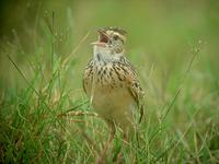 Rufous-naped Lark (Rödnackad savannlärka) - Mirafra africana