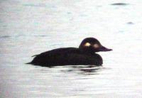 Velvet Scoter at           Covenham Reservoir. November- December 2001 ©Roger           Labbett