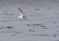 Great knot C20D 03047.jpg