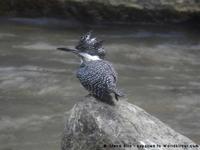 Crested Kingfisher, Megaceryle lugubris