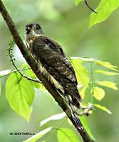 Malaysian Hawk Cuckoo » Cuculus fugax