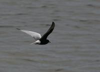 White-winged Black Tern (Chlidonias leucopterus)