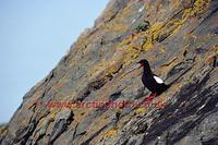 FT0182-00: Black Guillemot / Pigeon Guillemot in summer plumage. The Arctic