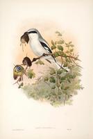 Richter after Gould Great Grey Shrike (Lanius excubitor)