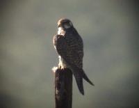 Saker Falcon