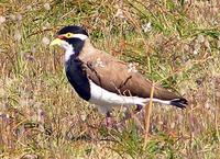 Banded Lapwing