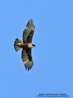 Rufous-Bellied Eagle