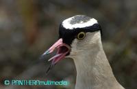 Vanellus coronatus coronatus