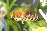 Colletes halophilus