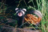 Marbled Polecat (Vormela peregusna) on the defensive, from www.cometobg.com