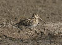 Common Snipe (Gallinago gallinago)