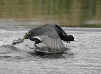 Eurasian Coot (Fulica atra)