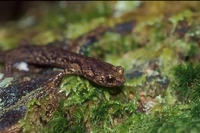 : Aneides ferreus; Clouded Salamander