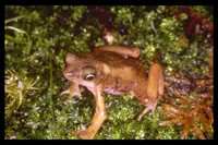 : Atelopus flavescens