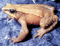 : Atelopus mucubajiensis; Yellow Frog of Mucubaji