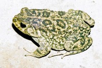 : Bufo gutturalis; Guttural Toad