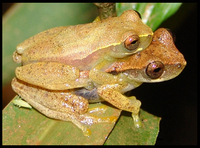 : Dendropsophus branneri