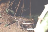 : Hylodes sp.
