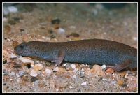 : Hynobius tokyoensis
