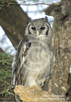 : Bubo lacteus; Verreaux's Eagle Owl
