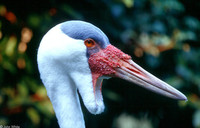 : Bugeranus carunculatus; Wattled Crane