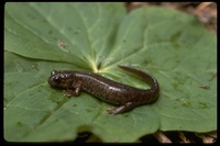 : Rhyacotriton variegatus; Southern Torrent Salamander