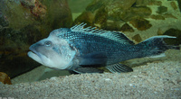 : Centropristis striata; Black Seabass