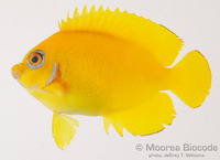 : Centropyge flavissima