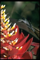 : Phaethornis superciliosus; Long-tailed Hermit