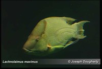 : Lachnolaimus maximus; Caribbean Hogfish