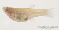 : Poecilia reticulata