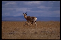 : Alcelaphus buselaphus cokei; Coke's Hartebeest