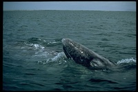 : Eschrichtius gibbosus; California Gray Whale