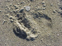 : Phoca vitulina; Harbor Seal