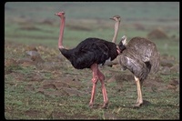 : Struthio camelus camelus; Common Ostrich