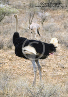 : Struthio camelus ssp. molybdophanes; Somali Ostrich