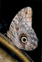 : Caligo brasiliensis; Owl