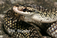 : Liophis juliae; Leeward Groundsnake