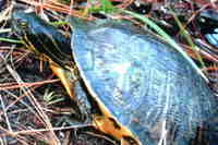 : Pseudemys peninsularis; Peninsula Cooter