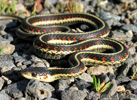 : Thamnophis sirtalis fitchi; Valley Gartersnake
