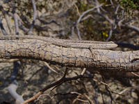 : Urosaurus graciosus; Long-tailed Brush Lizard