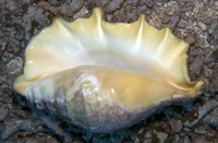 : Lambis truncata