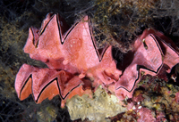 : Lopha cristagalli; Cock's Comb Oyster